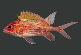 Image result for Holocentrus adscensionis