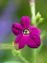 Image result for Nicotiana x sanderae `Perfume`F1