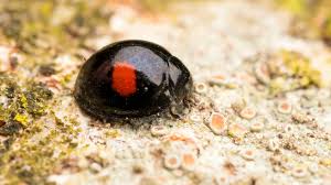 Attēlu rezultāti vaicājumam “Chilocorus renipustulatus”