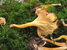 Attēlu rezultāti vaicājumam “Cratarellus cornucopioides”