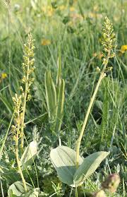 Attēlu rezultāti vaicājumam “Listera ovata leaf”