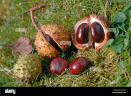 Attēlu rezultāti vaicājumam “Aesculus hippocastanum fruit”