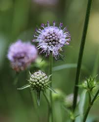 Image result for Succisa pratensis