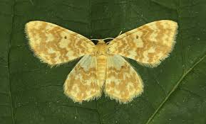 Attēlu rezultāti vaicājumam “Hydrelia flammeolaria”