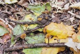 Attēlu rezultāti vaicājumam “Rutstroemia firma”