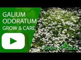 Attēlu rezultāti vaicājumam “Galium odoratum”