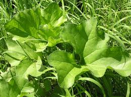 Attēlu rezultāti vaicājumam “Petasites spurius bud”