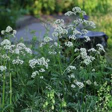 Image result for Valeriana officinalis