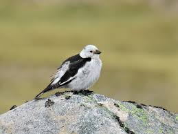 Attēlu rezultāti vaicājumam “Plectrophenax nivalis adult”