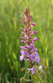 Attēlu rezultāti vaicājumam “Gymnadenia conopsea fruit”