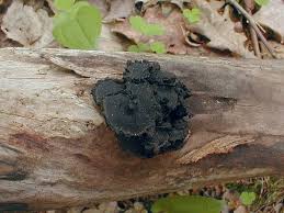 Attēlu rezultāti vaicājumam “Biscogniauxia repanda”