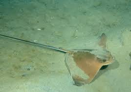 Image result for Rhinoptera brasiliensis