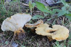 Attēlu rezultāti vaicājumam “Onnia tomentosa”