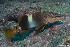 Image result for Serranus scriba