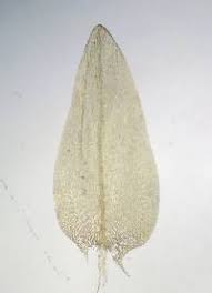 Attēlu rezultāti vaicājumam “Calliergon cordifolium”