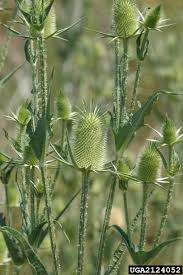Image result for Dipsacus laciniatus