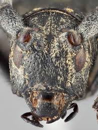 Attēlu rezultāti vaicājumam “Monochamus sutor”