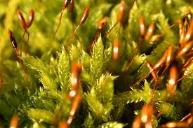 Attēlu rezultāti vaicājumam “Hypnum cupressiforme var. lacunosum”