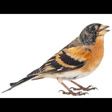 Attēlu rezultāti vaicājumam “Fringilla montifringilla”