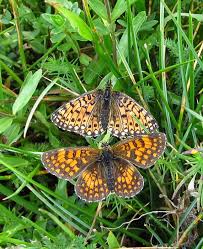 Attēlu rezultāti vaicājumam “Melitaea diamina underside”