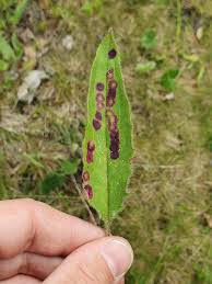 Attēlu rezultāti vaicājumam “Cystiphora sanguinea”