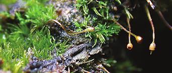 Attēlu rezultāti vaicājumam “Seligeria donniana”