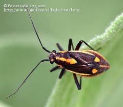 Attēlu rezultāti vaicājumam “Capsodes gothicus”