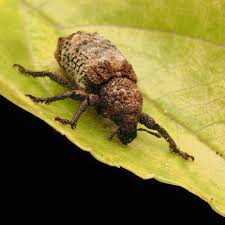 Attēlu rezultāti vaicājumam “Cribraria intricata macro”