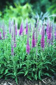 Attēlu rezultāti vaicājumam “Veronica spicata”