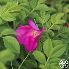 Attēlu rezultāti vaicājumam “xComagaria rosea”