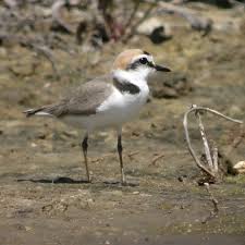 Image result for Charadrius asiaticus