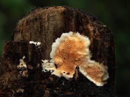 Attēlu rezultāti vaicājumam “Steccherinum ochraceum”