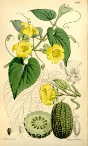 Attēlu rezultāti vaicājumam “Thladiantha dubia”