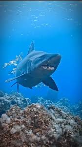 Image result for Odontaspis ferox