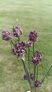 Attēlu rezultāti vaicājumam “Allium scorodoprasum flower”