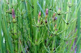 Attēlu rezultāti vaicājumam “Equisetum”