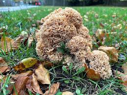 Attēlu rezultāti vaicājumam “Sparassis crispa”