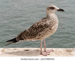 Attēlu rezultāti vaicājumam “Larus marinus”