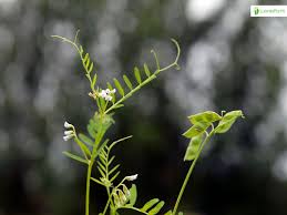 Attēlu rezultāti vaicājumam “Vicia hirsuta bud”