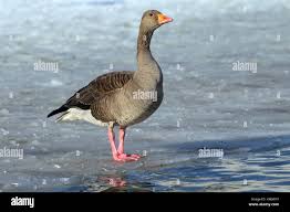 Attēlu rezultāti vaicājumam “Anser anser adult”