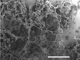 Attēlu rezultāti vaicājumam “Brefeldia maxima plasmodium”