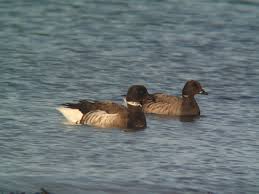 Attēlu rezultāti vaicājumam “Branta bernicla adult”