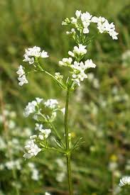 Attēlu rezultāti vaicājumam “Galium rivale”