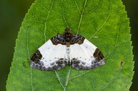 Attēlu rezultāti vaicājumam “Mesoleuca albicillata”