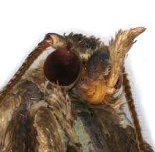 Attēlu rezultāti vaicājumam “Lozotaenia forsterana”