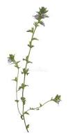 Image result for Euphrasia stricta