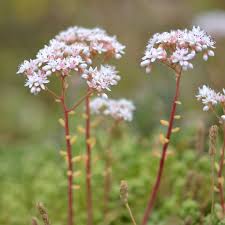 Attēlu rezultāti vaicājumam “Sedum album flower”
