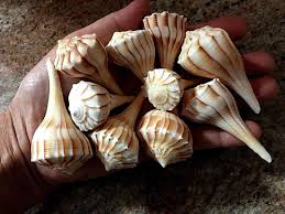 Image result for Sinistrofulgur perversum