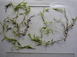 Attēlu rezultāti vaicājumam “Callitriche cophocarpa”