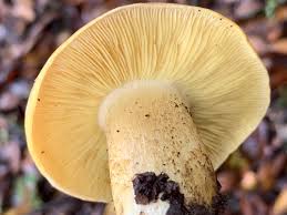 Attēlu rezultāti vaicājumam “Tricholoma flavovirens”